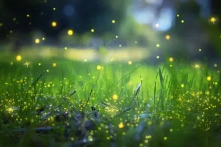 The Fire Flies Garden 1