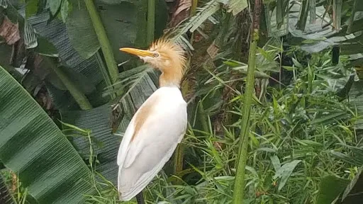 Petulu Heron Bird Colony Watch Point 1