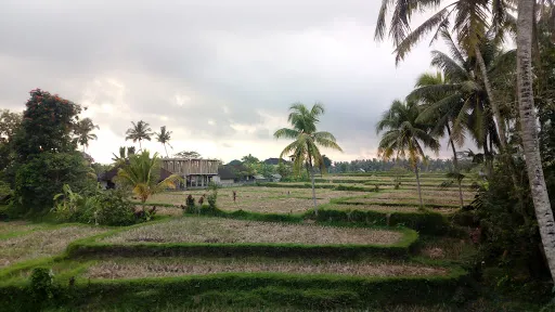 Petulu Heron Bird Colony Watch Point 2