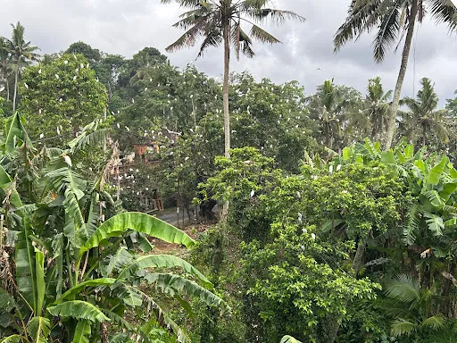 Petulu Heron Bird Colony Watch Point 3