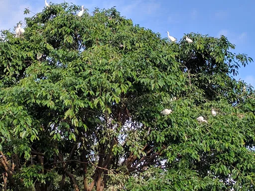 Petulu Heron Bird Colony Watch Point 4