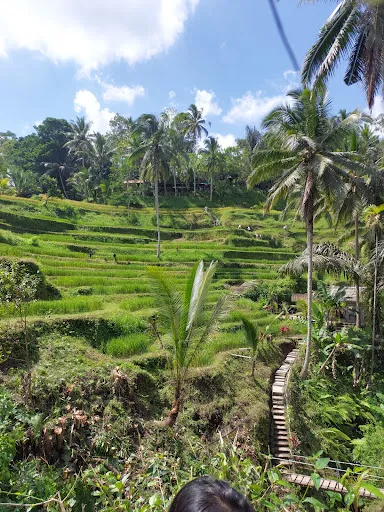 Rice fields