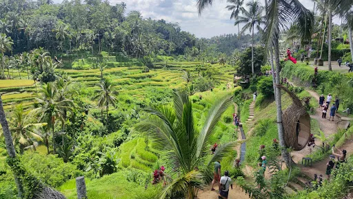 Rice fields 1