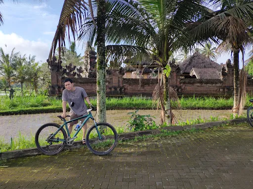 Rice fields 2