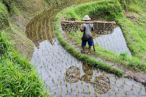 Rice fields 4