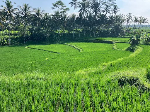 Bali Mesari Cycling Tours 1