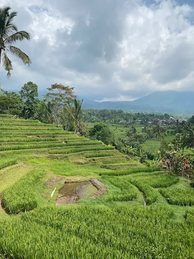 Best Bali Tour _ tour organized 2