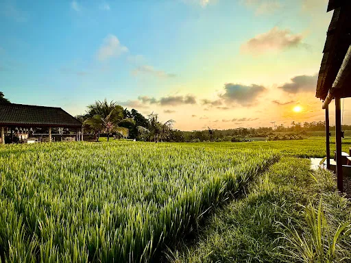 Bali Green Sunset - Cafe, Bar & Ricefield 4