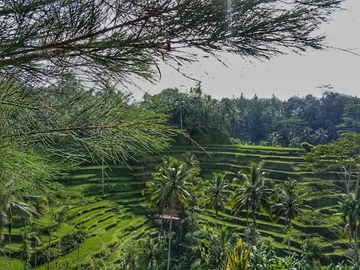Amara Bali Family Tour 4