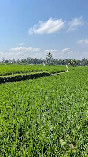 Explore rice field & jungle incl authentic lunch/dinner 2