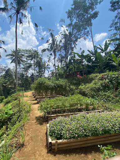 Jungle cooking 3