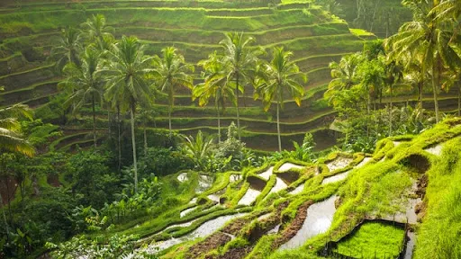 Daneka Bali Tour Guide and Activities 1