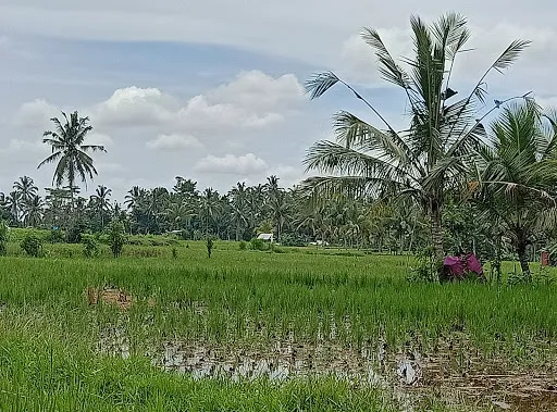 Kelusa Rice fields