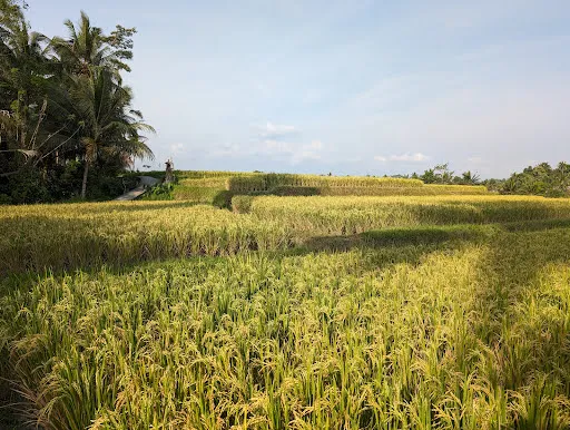 Kelusa Rice fields 1