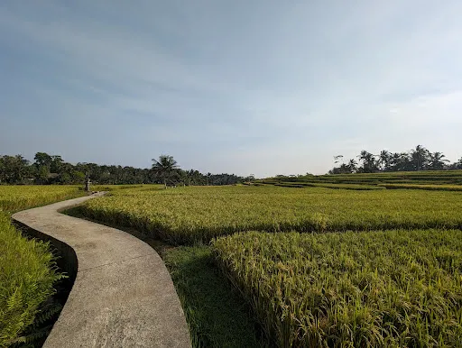 Kelusa Rice fields 2