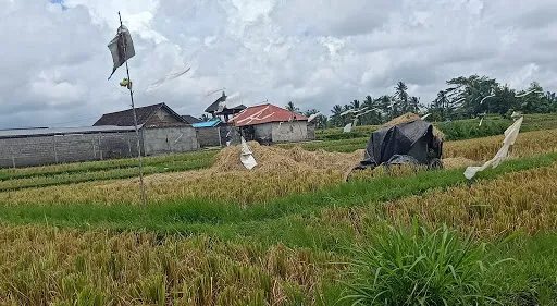 Kelusa Rice fields 3