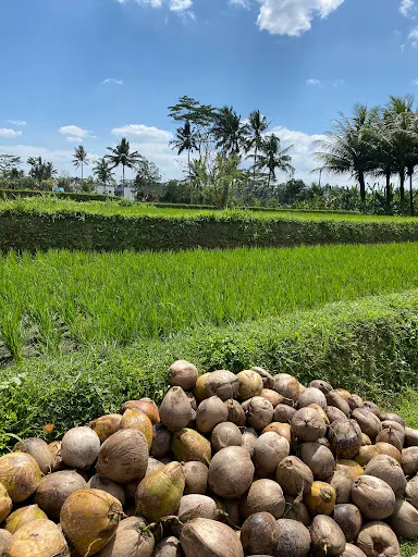 Kelusa Rice fields 4