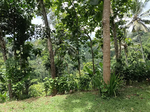 Titi Garden Sangeh 3