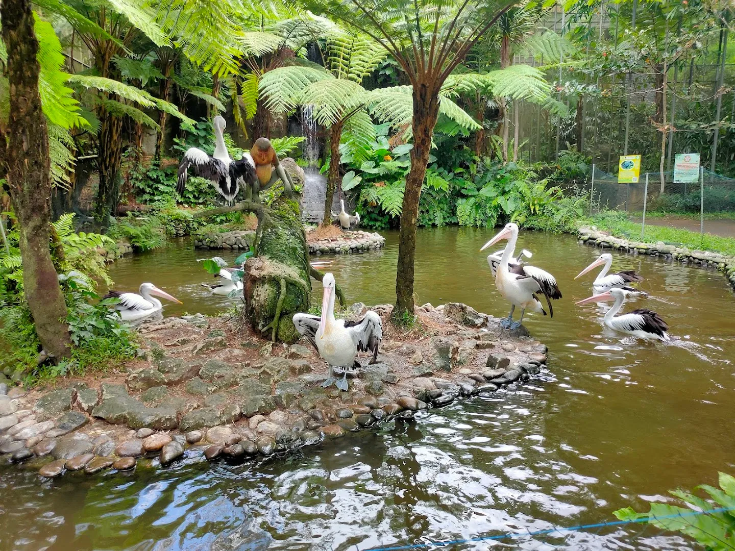 Taman Satwa Tabanan (Tasta Zoo) 3