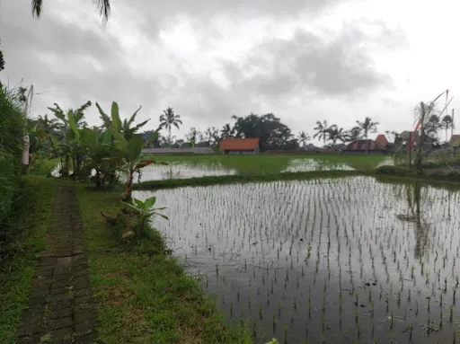 Pisangne K-Tamane 2