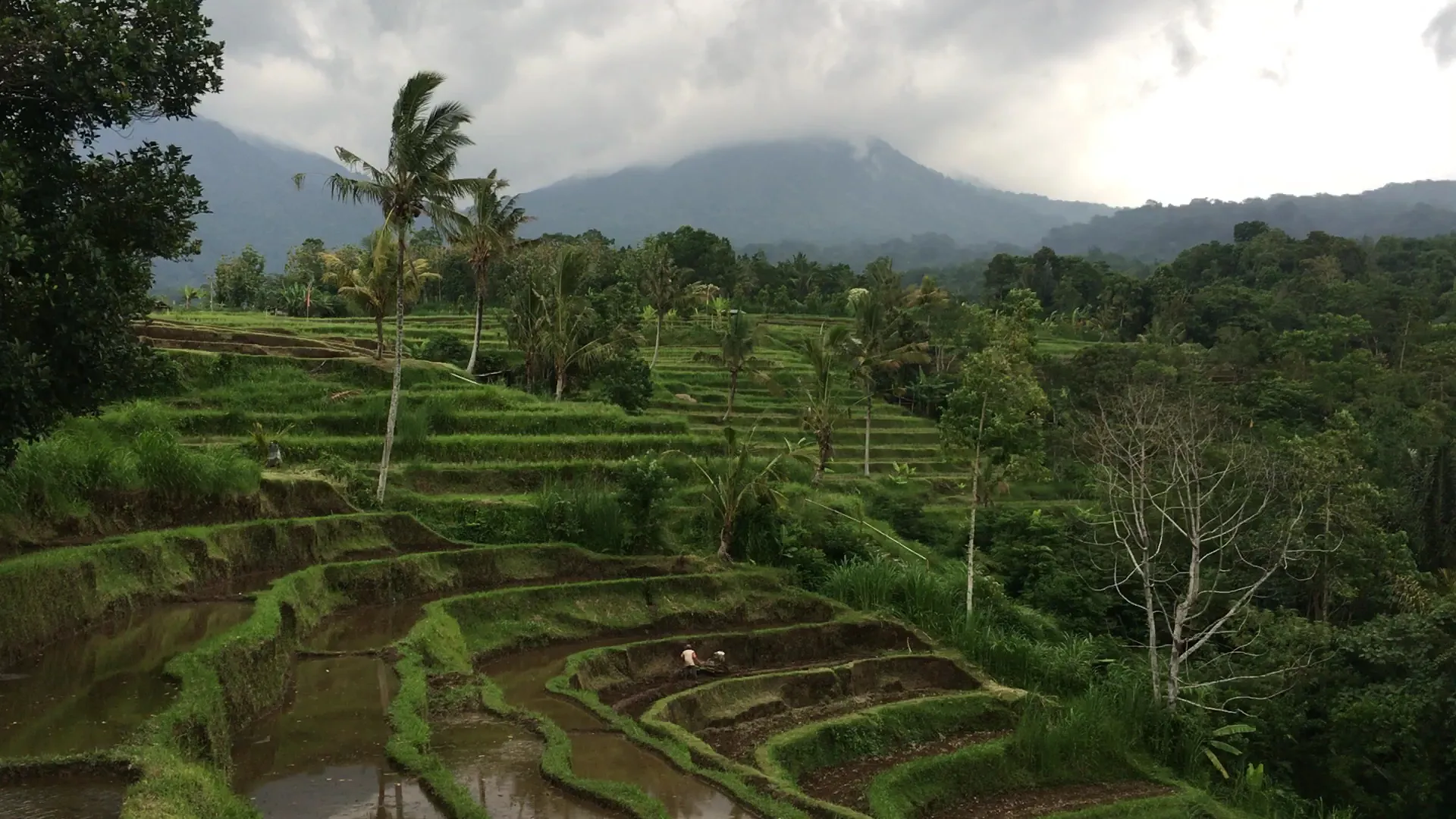 Padi Bali Cottages 1