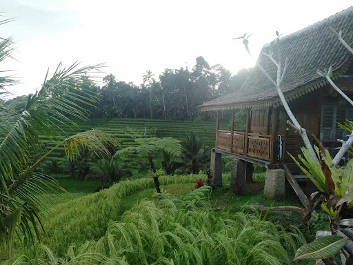 Oemah Tepi Sawah 2