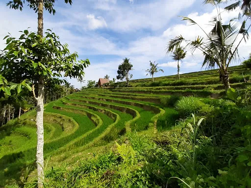 Air Terjun Yeh Hoo 3