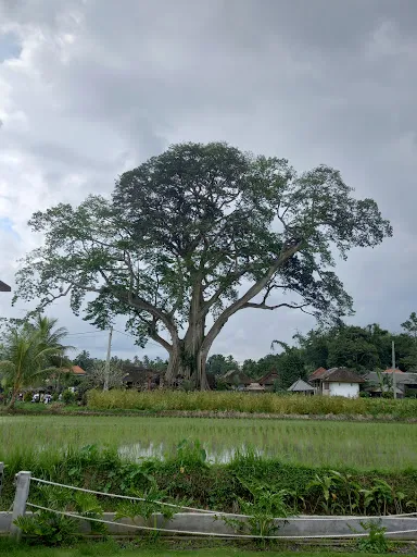 Wisata Kayu Putih 2