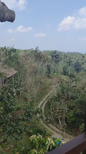 Alassari Plantation 3