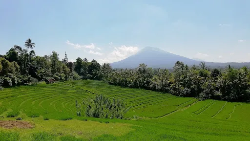 Belimbing Rice Terraces 1