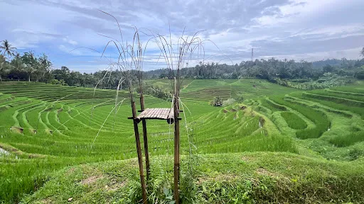 Belimbing Rice Terraces 2