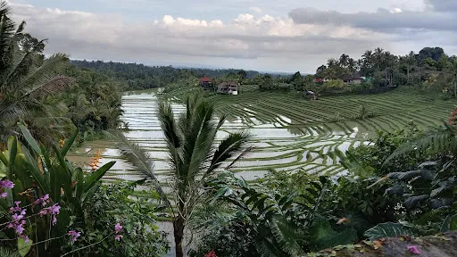 Belimbing Rice Terraces 3