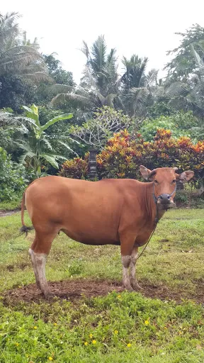 Banjar Ipil 4