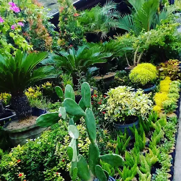 Juanda Market 3