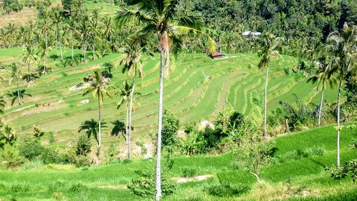 Bali Trekking Trails 3