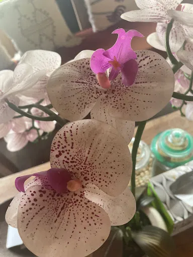 Bali Chy Healing Canggu 3