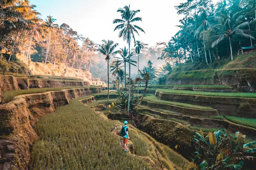 Tuti's Driver Hire Bali