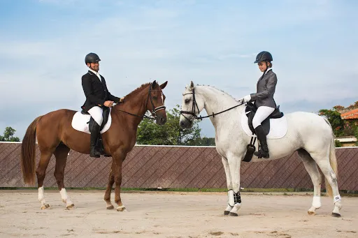 Royal Sport Horse Bali 1