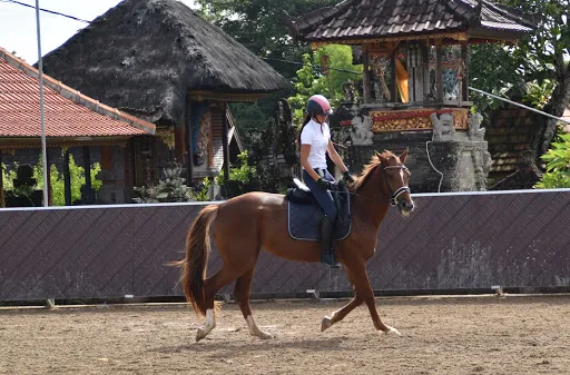 Royal Sport Horse Bali 2