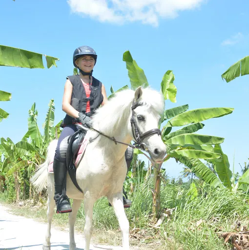Royal Sport Horse Bali 3