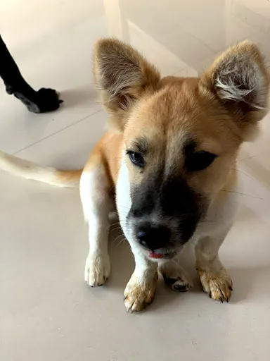 Nanda Homestay Guesthouse 4