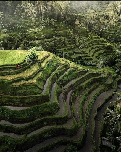 Explore Bali With Edy 3
