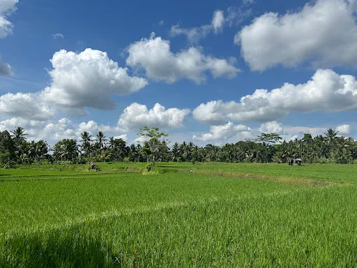 Rice Fields Walk 1