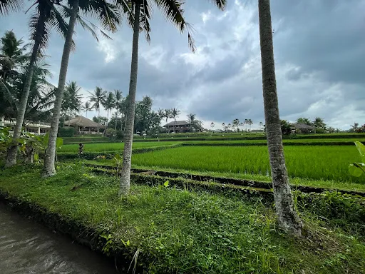 Rice Fields Walk 2
