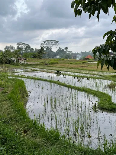 Rice Fields Walk 3