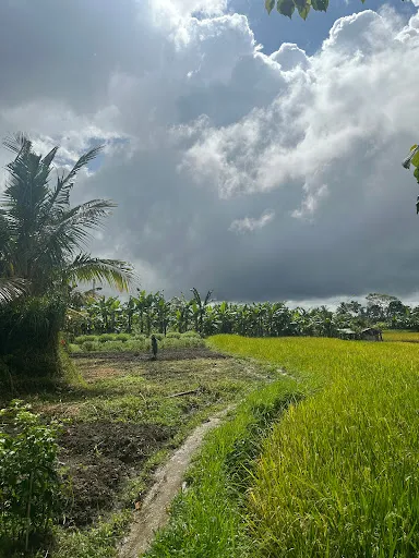 Bali Bird Walks 1