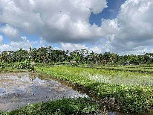 Bali Bird Walks 2