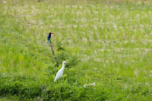 Bali Bird Walks 3