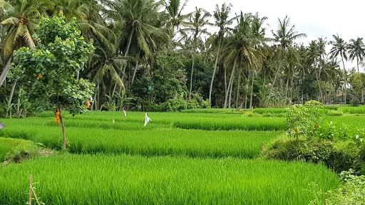 Green Coconut Cottage 3