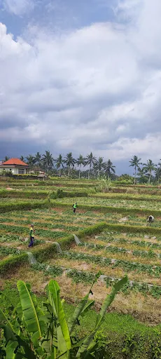 Puri Prana Guest House with Rice Field View 3